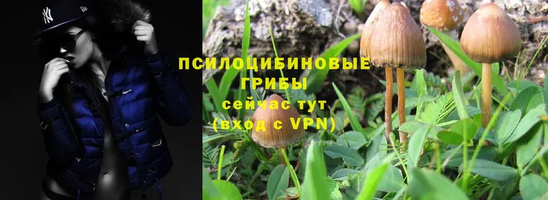 Псилоцибиновые грибы Psilocybine cubensis  Красногорск 